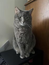 Lost Male Cat last seen Valley Rd and Woodcrest Ave, White Plains, NY 10604