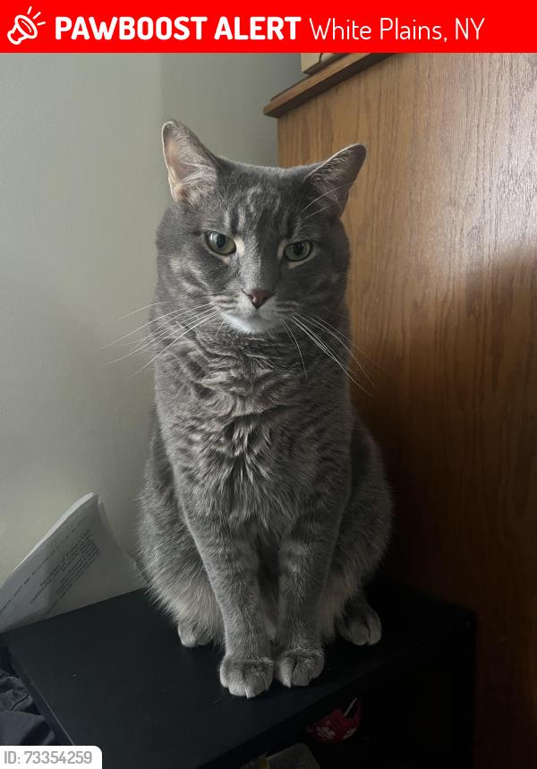 Lost Male Cat last seen Valley Rd and Woodcrest Ave, White Plains, NY 10604