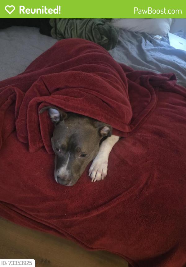 Reunited Male Dog last seen Near Azalea park drive Hendersonville NC 28792, Hendersonville, NC 28792