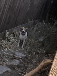 Found/Stray Unknown Dog last seen Near W Walnut Ave apt D, Visalia, CA 93277