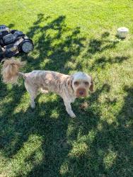 Reunited Male Dog last seen Pasadena Rd brookview Ave, Pasadena, MD 21122