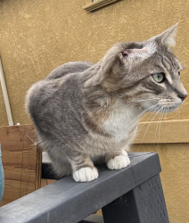 Lost Male Cat last seen 98th Avenue and Thermal Street, Oakland CA 94605, Oakland, CA 94603