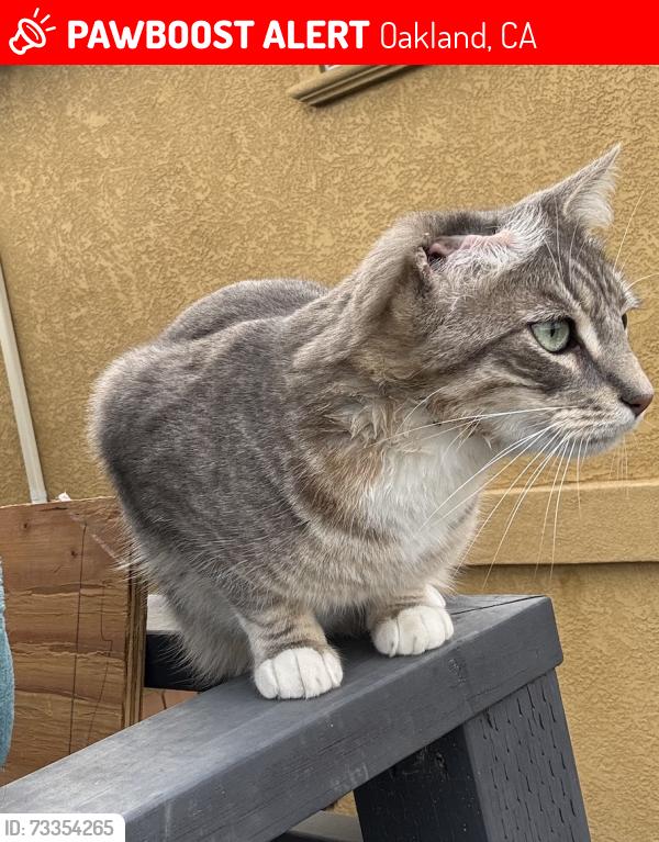 Lost Male Cat last seen 98th Avenue and Thermal Street, Oakland CA 94605, Oakland, CA 94603