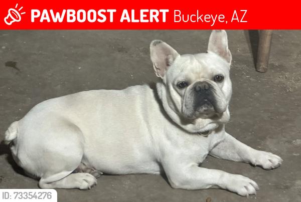 Lost Male Dog last seen 194th Ave and Jackrabbit and McDowell, Buckeye, AZ 85236