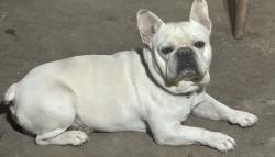Lost Male Dog last seen 194th Ave and Jackrabbit and McDowell, Buckeye, AZ 85236