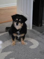 Reunited Female Dog last seen March Road and apalalachee pky, Tallahassee, FL 32311