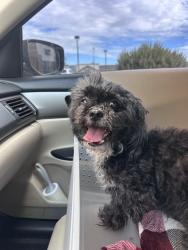 Reunited Female Dog last seen Gilbert rd and Riggs, Chandler, AZ 85249
