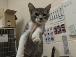 Shelter Stray Male Cat last seen Near BLOCK NM 14 CERILLOS NM 87010, 100 Caja Del Rio Rd, Santa Fe, NM 87507, USA