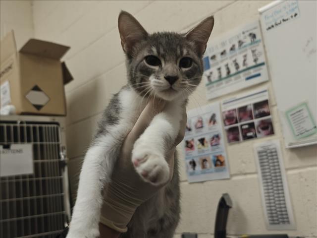 Shelter Stray Male Cat last seen Near BLOCK NM 14 CERILLOS NM 87010, 100 Caja Del Rio Rd, Santa Fe, NM 87507, USA