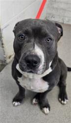 Shelter Stray Male Dog last seen Near BLOCK FWY X DEL ROSA, 333 Chandler Pl, San Bernardino, CA 92408, USA