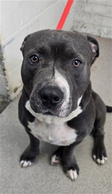 Shelter Stray Male Dog last seen Near BLOCK FWY X DEL ROSA, 333 Chandler Pl, San Bernardino, CA 92408, USA