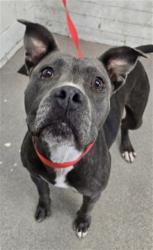 Shelter Stray Female Dog last seen Near BLOCK FWY X DEL ROSA, 333 Chandler Pl, San Bernardino, CA 92408, USA