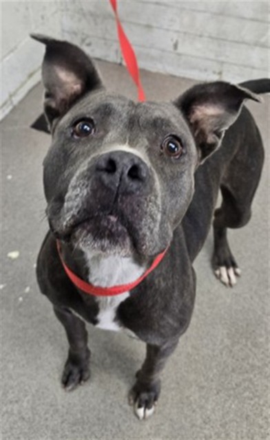 Shelter Stray Female Dog last seen Near BLOCK FWY X DEL ROSA, 333 Chandler Pl, San Bernardino, CA 92408, USA