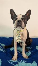 Shelter Stray Male Dog last seen FRED WARING AND MONROE ST INDIO CA 92201, 72050 Pet Land Pl, Thousand Palms, CA 92276, USA