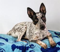 Shelter Stray Female Dog last seen DILLON RD/ I 10 FWY, 72050 Pet Land Pl, Thousand Palms, CA 92276, USA