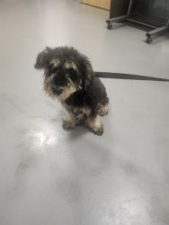 Shelter Stray Female Dog last seen GILBERT AND OAKLAND, 581 S Grand Ave, San Jacinto, CA 92582, USA