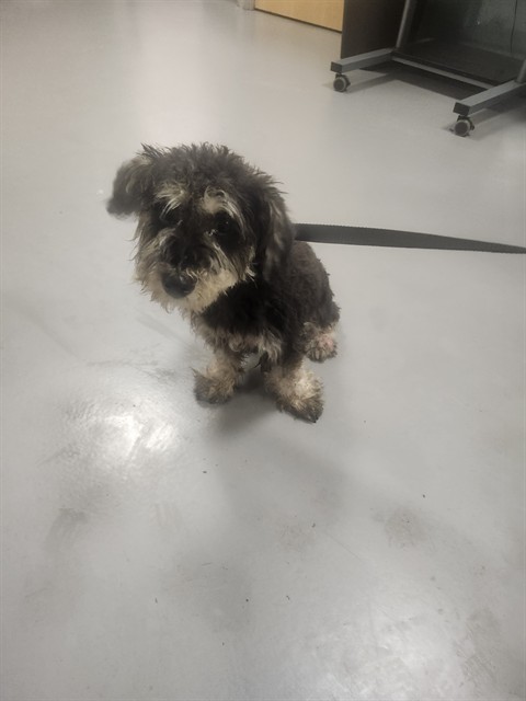 Shelter Stray Female Dog last seen GILBERT AND OAKLAND, 581 S Grand Ave, San Jacinto, CA 92582, USA