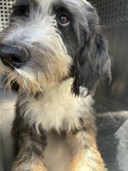 Shelter Stray Female Dog last seen MC 85 AND APACHE RD, 2500 S 27th Ave, Phoenix, AZ 85009, USA