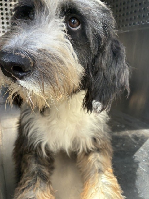 Shelter Stray Female Dog last seen MC 85 AND APACHE RD, 2500 S 27th Ave, Phoenix, AZ 85009, USA