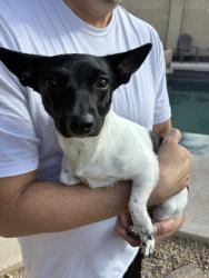 Shelter Stray Female Dog last seen 144TH AVE AND PALM VALLEY BLVD, 2500 S 27th Ave, Phoenix, AZ 85009, USA