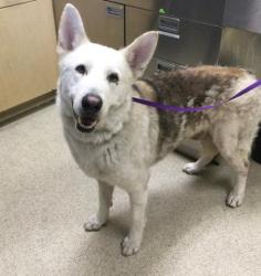 Shelter Stray Male Dog last seen Near BLOCK CRESTMORE RD, RIVERSIDE, CA 92509, 6851 Van Buren Boulevard, Jurupa Valley, CA 92509, USA