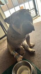 Reunited Male Dog last seen Near Olalee Rd, Apple Valley, CA 92307, USA, Apple Valley, CA 92307