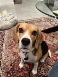 Reunited Female Dog last seen Cumberland and South First, Austin, TX 78704