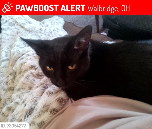 Found/Stray Male Cat last seen N main St and W Perry, Walbridge, OH 43465