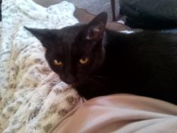 Found/Stray Male Cat last seen N main St and W Perry, Walbridge, OH 43465