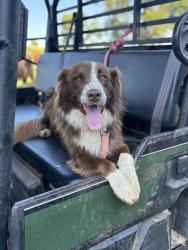 Reunited Female Dog last seen river bridge on Rocky foard road, newton nc, Newton, NC 28658