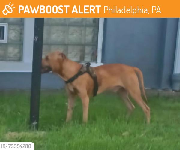 Found/Stray Unknown Dog last seen Cobbs Creek Park, Philadelphia, PA 19143