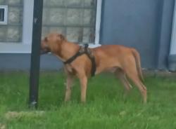 Found/Stray Unknown Dog last seen Cobbs Creek Park, Philadelphia, PA 19143