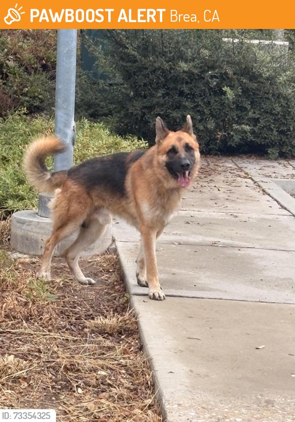 Found/Stray Male Dog last seen Olinda Ranch Brea, Brea, CA 92823