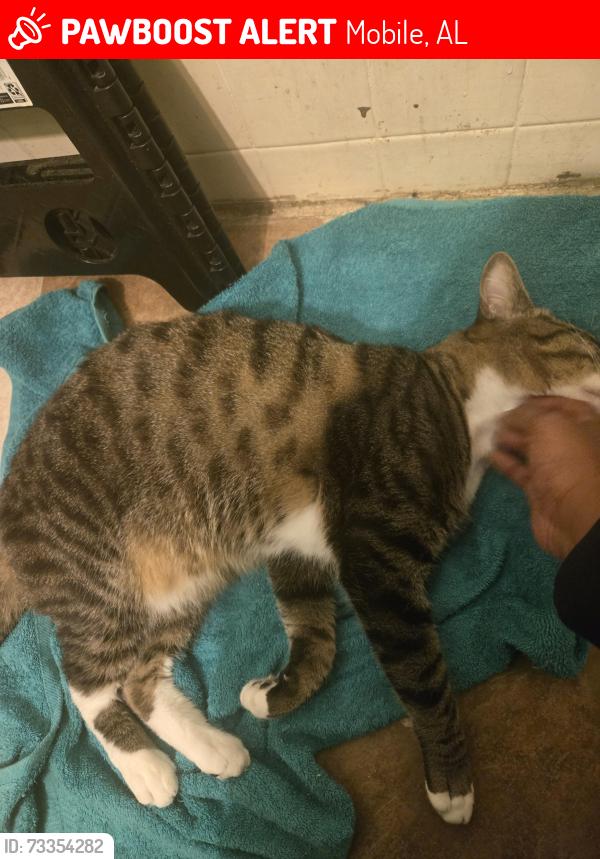 Lost Male Cat last seen Ztec gas station, pillans middle school, sugarfoots restaurant, Mobile, AL 36605