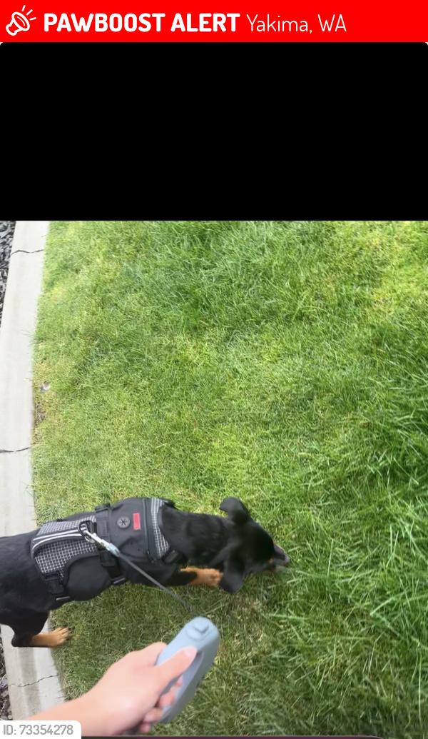 Lost Female Dog last seen Near 72nd Ave, Yakima, WA, Yakima, WA 98908
