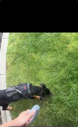 Lost Female Dog last seen Near 72nd Ave, Yakima, WA, Yakima, WA 98908