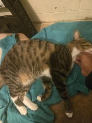 Lost Male Cat last seen Ztec gas station, pillans middle school, sugarfoots restaurant, Mobile, AL 36605