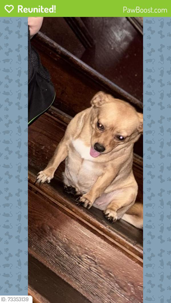 Reunited Female Dog last seen Connecticut Ave/deacon St/Bunnell St/ Central Ave Bridgeport CT, Bridgeport, CT 06607