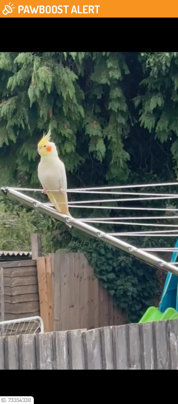 Found/Stray Unknown Bird last seen Sheldon country park/ Hazeldene road, Birmingham, England 
