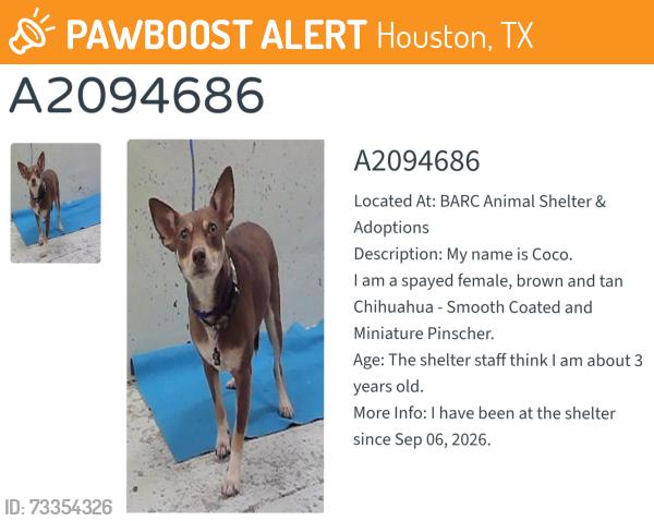 Found/Stray Female Dog last seen Bay Area Blvd and Krueger Way, Houston, TX 77058