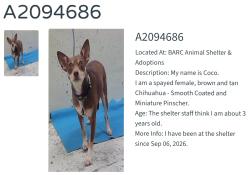 Found/Stray Female Dog last seen Bay Area Blvd and Krueger Way, Houston, TX 77058
