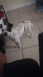 Reunited Male Dog last seen HEB, Laredo, TX 78043