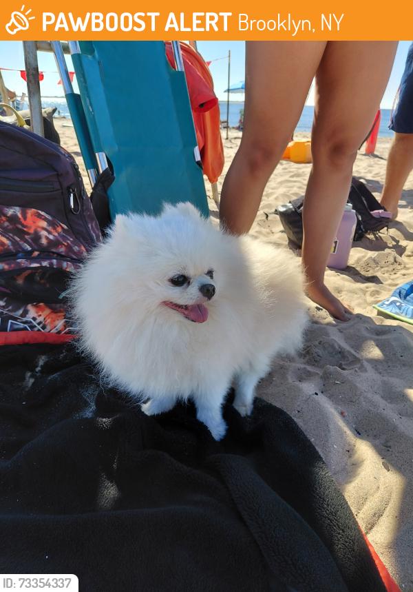 Found/Stray Unknown Dog last seen On the beach by Oceana in Brighton Beach, Brooklyn, NY 11235
