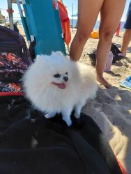 Found/Stray Unknown Dog last seen On the beach by Oceana in Brighton Beach, Brooklyn, NY 11235