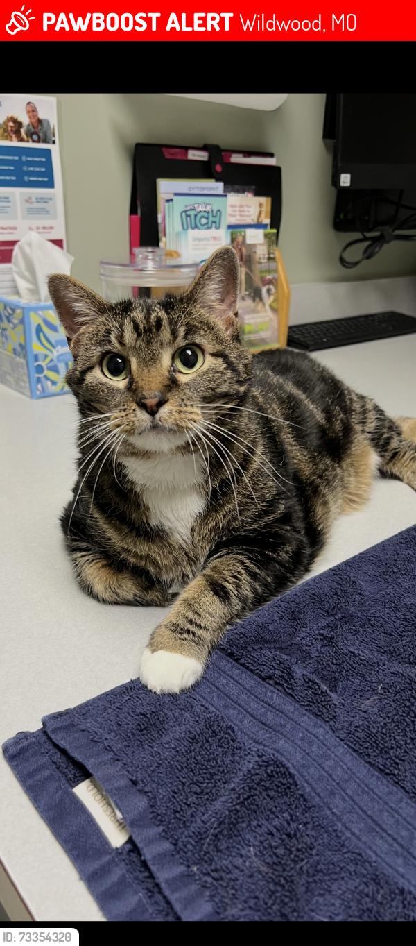 Lost Female Cat last seen Audubon Village Dr & Audubon Village Spur, Wildwood, MO 63040