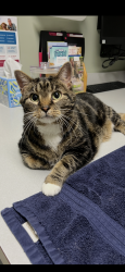 Lost Female Cat last seen Audubon Village Dr & Audubon Village Spur, Wildwood, MO 63040