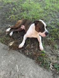 Found/Stray Male Dog last seen Boroughbridge Rd., Richmond, VA 23225