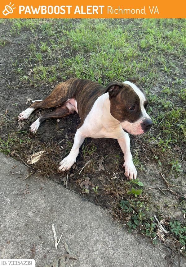 Found/Stray Male Dog last seen Boroughbridge Rd., Richmond, VA 23225
