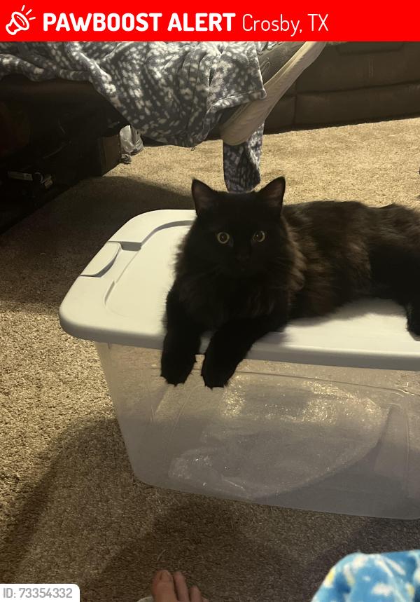 Lost Male Cat last seen Hartford Street in Lord Street, Crosby, TX 77532