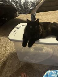 Lost Male Cat last seen Hartford Street in Lord Street, Crosby, TX 77532